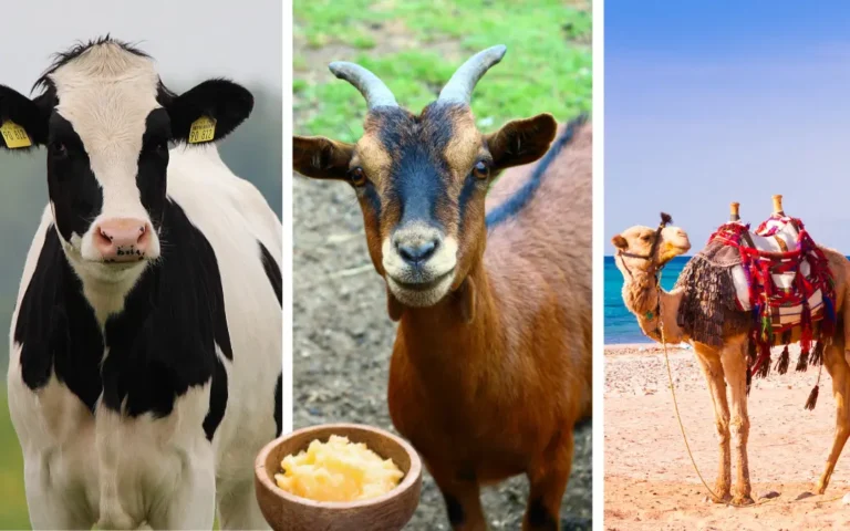 Is Ghee Good for Heart Health, Comparing Different Types of Ghee