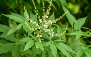 Ayurvedic Home Remedies for PCOS and PCOD: An Advice from Dr. Roopa.D Ayurvedic Home Remedies for PCOD and PCOS , Nirgundi (Chasteberry)