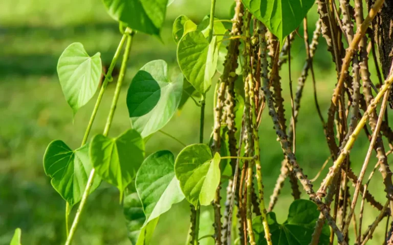 Ever wondered how Ayurveda’s Guduchi can transform your triglyceride levels? Discover the ancient secret to better heart health! Ever wondered how Ayurveda’s Guduchi can transform your triglyceride levels? Discover the ancient secret to better heart health!