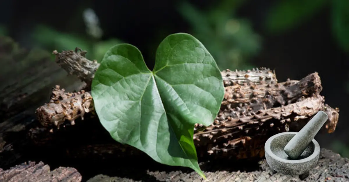 Ever wondered how Ayurveda’s Guduchi can transform your triglyceride levels? Discover the ancient secret to better heart health!