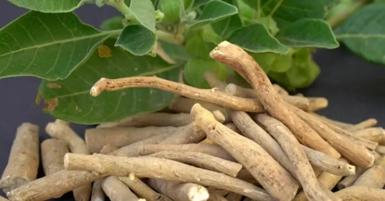 Ashwagandha Benefits, Uses, Dosage & Side Effects – Everything You Must Know