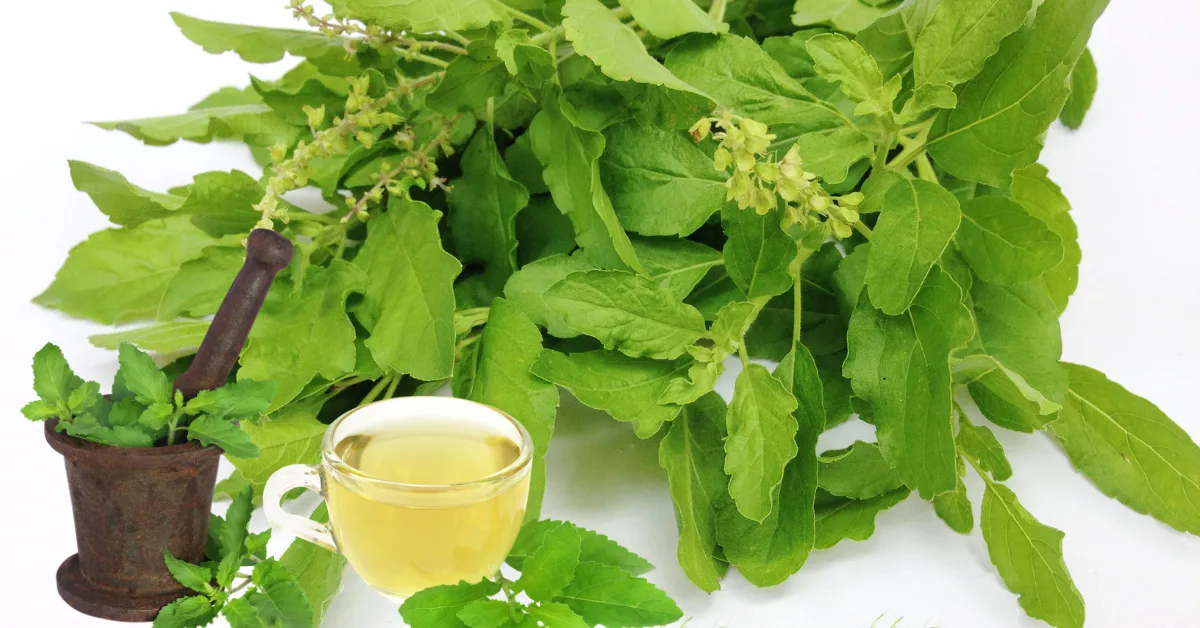 Tulsi (Holy Basil): Benefits, Best Ways to Consume, Dosage & Side Effects – A Doctor’s Guide