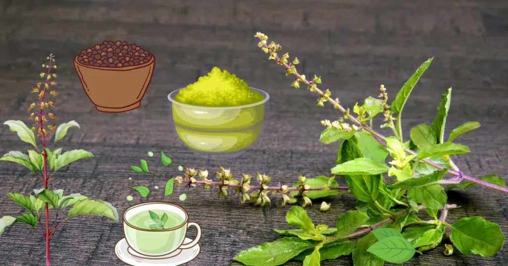 Tulsi (Holy Basil): Benefits, Best Ways to Consume, Dosage & Side Effects – A Doctor’s Guide Tulsi Benefits, Best Ways to Consume, Dosage & Side Effects – A Doctor’s Guide