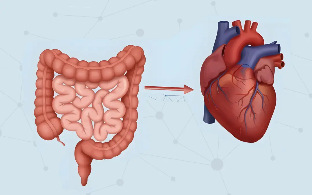 The Gut–Heart Connection: What Your Digestive System Tells Us About Your Heart